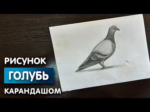 Видео: Как нарисовать голубя карандашом | Рисунок для начинающих поэтапно