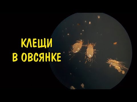 Видео: КЛЕЩИ В ОВСЯНКЕ ПОД МИКРОСКОПОМ. Acarus siro