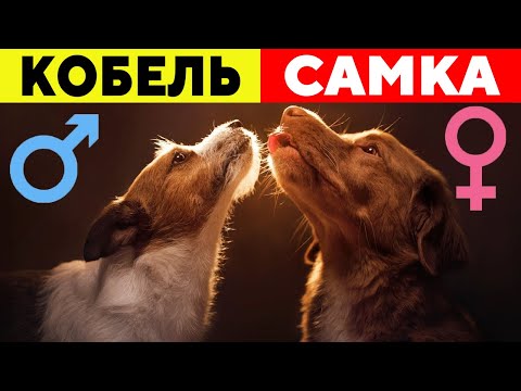 Видео: Кобели против Самок: Шокирующие Различия, Которые Вас Удивят!