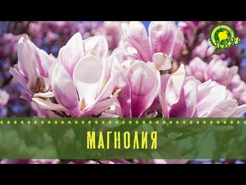 Видео: Магнолия