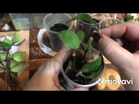 Видео: Эсхинантус🪴ставим черенки на укоренение.