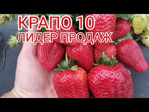 Видео: /Клубника КРАПО 10,/Лидер продаж и урожайности! /(полезное тв,и видео для вас)