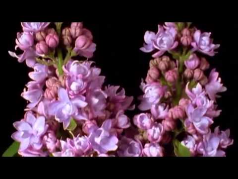 Видео: С Днем рождения Лидия!