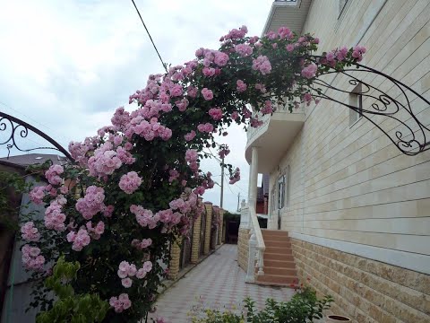 Видео: Обрезка плетистой розы на арку,  Питомник Роз Полины Козловой rozarium biz