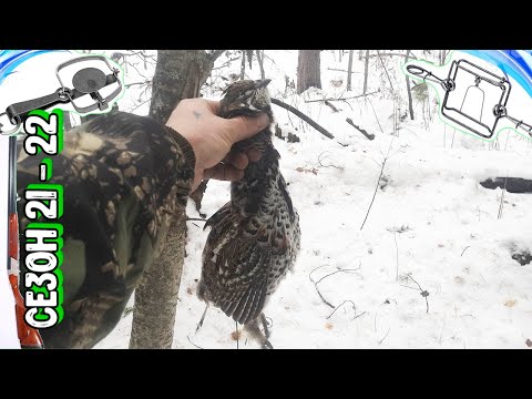 Видео: Охота Капканы На Соболя |  Всё Включено😁