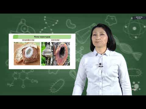 Видео: Биология - 6 класс - Козу карындар жана эңилчектер