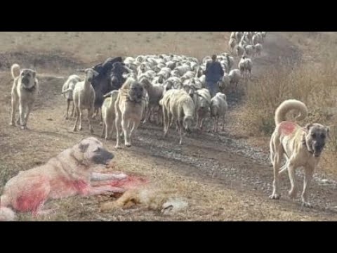 Видео: Кангал против Волка, Реальная битва - волк против волкодава (2021)