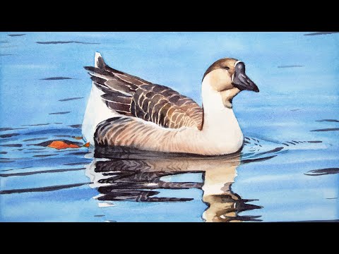 Видео: Акварель гуся-лебедя