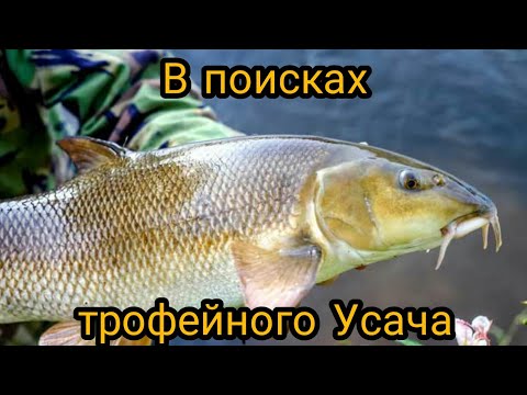 Видео: Рыбалка на донки с ночевкой на горной реке, в поисках усача!