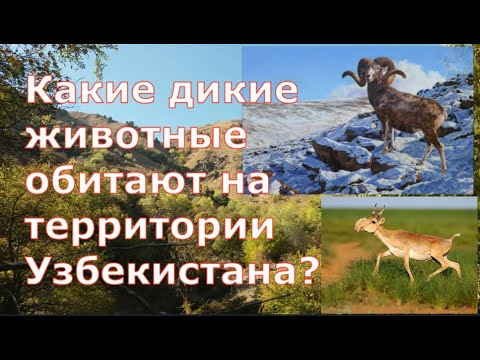 Видео: Какие дикие животные обитают на территории Узбекистана? / Животные гор Тянь - Шаня в Средней Азии