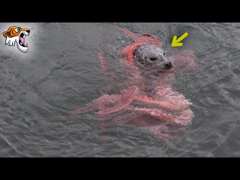 Видео: Осьминог в деле! Битва с акулой, орланом и человеком