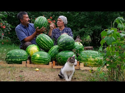 Видео: Консервирование Арбузного Сока: Освежающее Зимнее Лакомство из Нашей Деревенской Кухни!