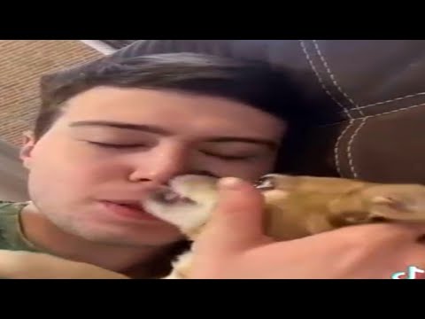 Видео: парень и чихуахуа