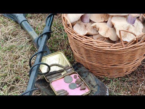 Видео: Поиск грибов с металлоискателем!!!