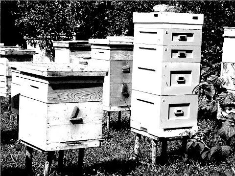 Видео: Пересадка пчелы и беглый осмотр улья A bee transplant and a cursory inspection of the hive