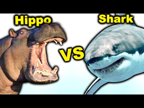 Видео: БЕГЕМОТ против БОЛЬШОЙ БЕЛОЙ АКУЛЫ: кто победит в бою?