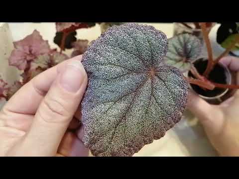 Видео: Бегонии.🌺 Часть 1🤩