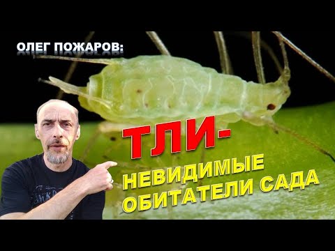 Видео: Тли - невидимые обитатели сада