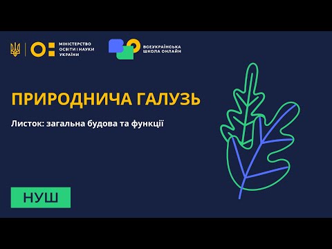 Видео: Природнича галузь. Листок: загальна будова та функції