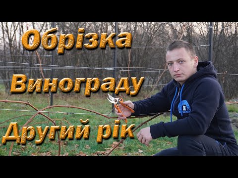 Видео: Обрезка двухлетнего куста винограда