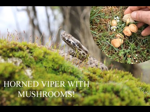 Видео: ПЕПЕЛЯНКА С ГЪБИ 🐍🍄HORNED VIPER WITH MUSHROOMS #herping #animals #mushroom #грибы #змейка #животни