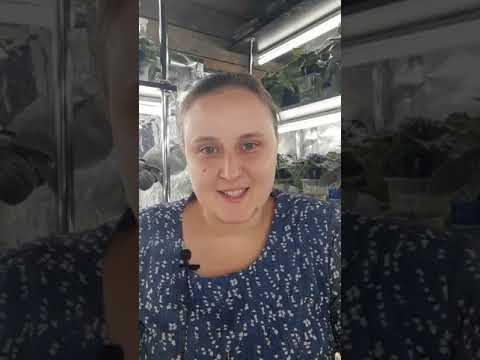 Видео: Верхний и фитильный полив. Что лучше для фиалки? Запись эфира за 17.10.21