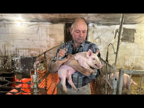 Видео: Вакцинація Поросят🐷Від А до Я🐖