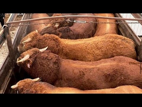 Видео: Скотный и птичий рынок Манас.13.01.2022. цены на корма