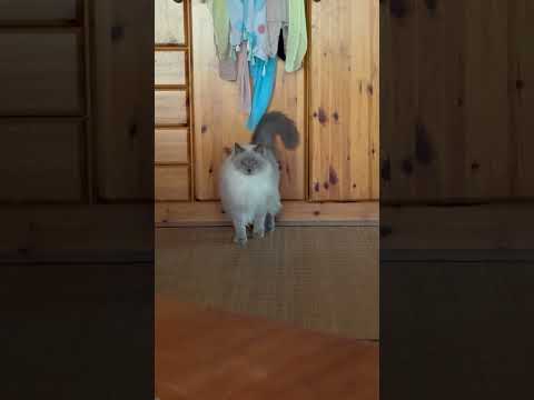 Видео: Явление Фроси из шкафа #my_sweet_birma_cats
