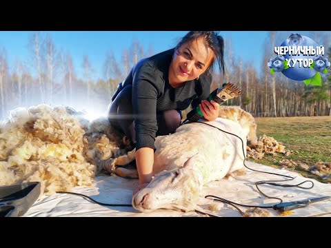 Видео: Насыщенная жизнь бывает даже на хуторе в лесу. Начались весенние работы и ноги аж гудят