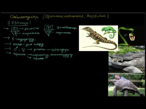 Видео: Сойлоочулар