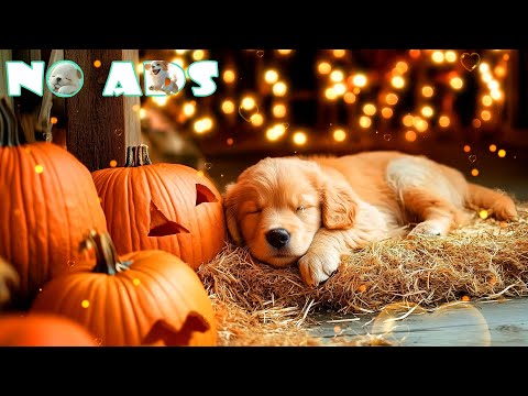 Видео: 💤 11 часов расслабляющей музыки для собак 🐕 Идеально подходит для сна, расслабления и снятия стрес
