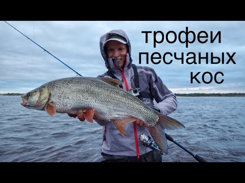 Видео: Корсар песчаных кос. Ловля жереха на лёгкую снасть.