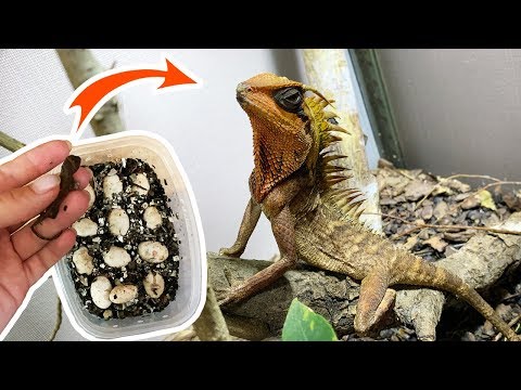 Видео: ВЫЛУПЛЕНИЕ НАСТОЯЩЕГО ДРАКОНА / Акантозавр Натальи