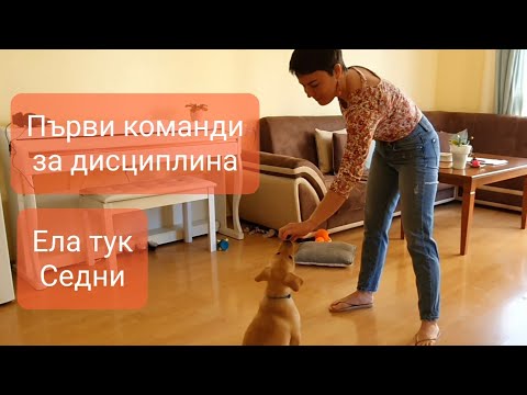 Видео: Първи команди за дисциплина на лабрадора Уайти - Ела тук, Седни - еп.2