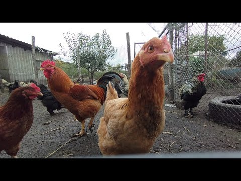 Видео: Як завжди у мене кухня, кухня/Пішов дощик