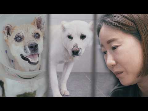 Видео: Печальная реальность, оставленная лесным пожаром