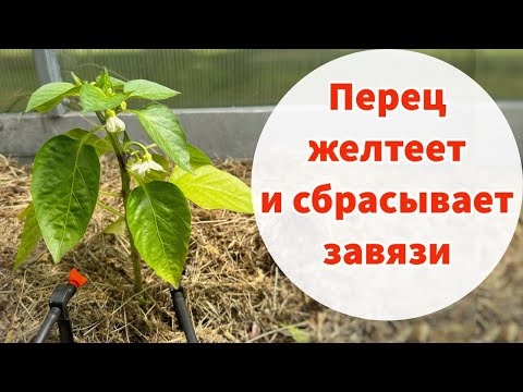 Видео: ПЕРЕЦ НЕ РАСТЕТ И СБРАСЫВАЕТ ЗАВЯЗИ. ЧЕМ ПОДКОРМИТЬ?