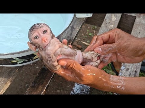 Видео: ИЗБЕГАЙТЕ ГРИБКА КОЖИ, КОТОРЫЙ МОЖЕТ ВЫЗВАТЬ РАНЫ НА КОЖЕ ДЕТЕНЫША ОБЕЗЬЯНКИ!