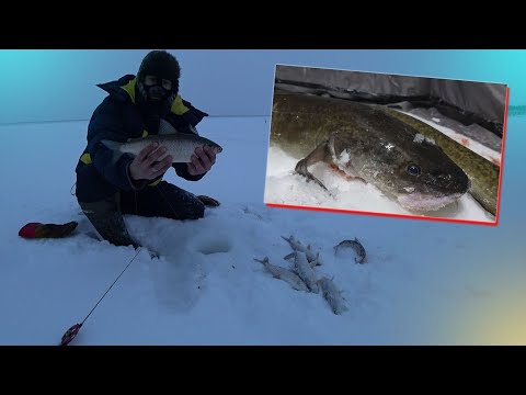 Видео: РЫБА ПРЁТ НА НОВЫЙ ГОД! Лососёвый стол обеспечен.