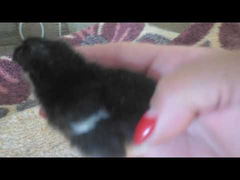 Видео: МАРАН. стоит ли держать эту породу