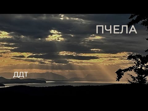 Видео: ДДТ—Пчела. Тур по Америке, май 2025