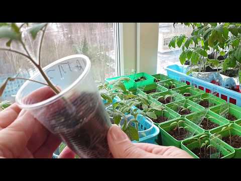 Видео: Рассада без заморочек,что никогда не делаю при выращивании, а что делаю - отвечаю на вопросы