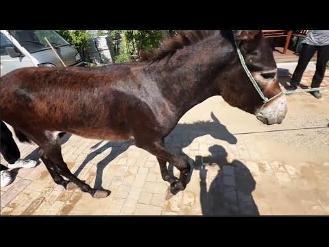 Видео: Удлинили! Четыре осла с разными "страданиями"! Мастер Ду решил сразу четыре проблемных копыта!