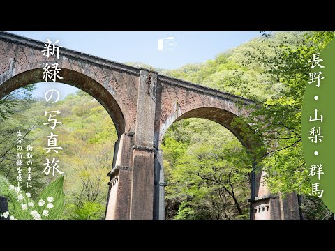 Видео: Идеальное фотопутешествие по живописной зелени Японии