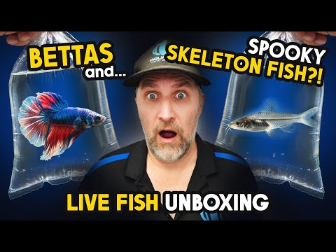 Видео: Что-то бурлит… Распаковка живой рыбы этой недели!