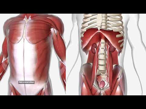 Видео: Почки и позвоночник - опущение, воспаление и нефропатия вплоть до ХПН