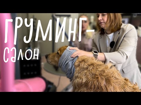 Видео: БИЗНЕС ПРО СОБАК: груминг-салон