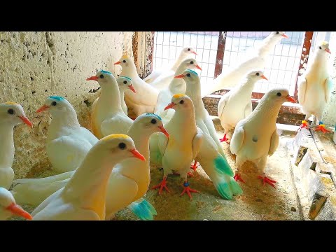 Видео: Я не ВЕТЕРИНАР! I'm not a VETERINARIAN! Pigeons