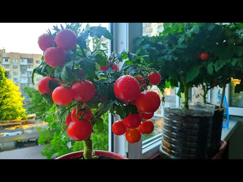 Видео: Томаты на балконе. Результат выращивания томата сорта Красная Шапочка на подоконнике.